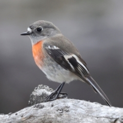 Petroica boodang (Scarlet Robin) at The Pinnacle - 4 Jun 2024 by AlisonMilton