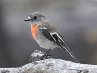 Petroica boodang (Scarlet Robin) at The Pinnacle - 4 Jun 2024 by AlisonMilton