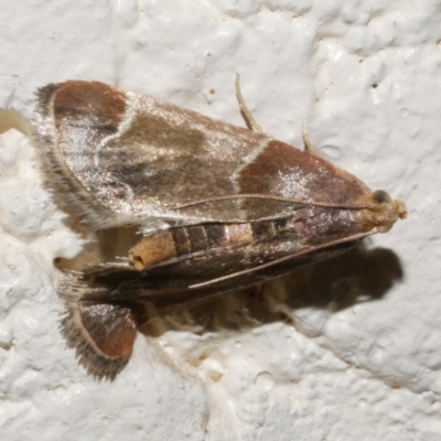 Pyralis farinalis (Meal Moth) at WendyM's farm at Freshwater Ck. - 6 Apr 2024 by WendyEM