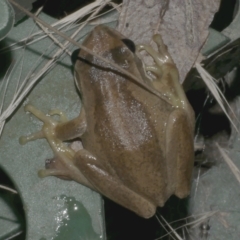 Litoria ewingii (Ewing's Tree Frog) at Freshwater Creek, VIC - 11 Apr 2024 by WendyEM
