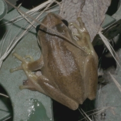 Litoria ewingii at WendyM's farm at Freshwater Ck. - 11 Apr 2024 by WendyEM