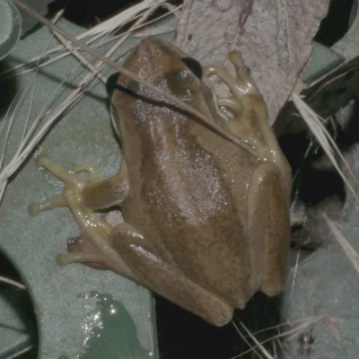 Litoria ewingii (Ewing's Tree Frog) at Freshwater Creek, VIC - 11 Apr 2024 by WendyEM