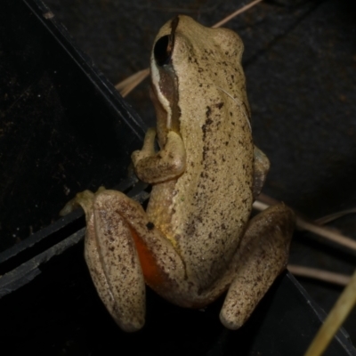 Litoria ewingii (Ewing's Tree Frog) at Freshwater Creek, VIC - 13 Apr 2024 by WendyEM