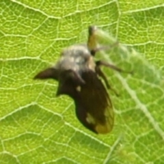 Ceraon vitta (Treehopper) at Freshwater Creek, VIC - 14 Apr 2024 by WendyEM