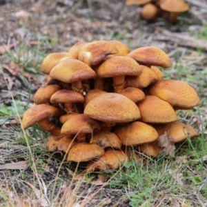 Gymnopilus junonius at Hawker, ACT - 1 Jun 2024 02:57 PM