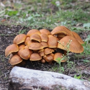 Gymnopilus junonius at Hawker, ACT - 1 Jun 2024 02:57 PM