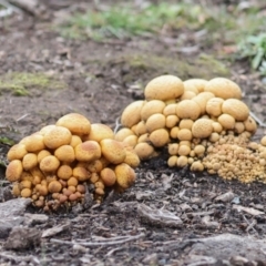 Gymnopilus junonius at Hawker, ACT - 1 Jun 2024