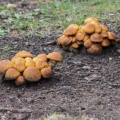 Gymnopilus junonius at Hawker, ACT - 1 Jun 2024