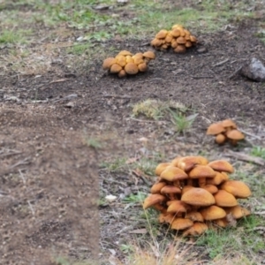 Gymnopilus junonius at Hawker, ACT - 1 Jun 2024 02:57 PM