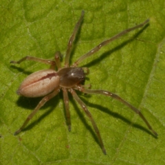 Cheiracanthium sp. (genus) at WendyM's farm at Freshwater Ck. - 14 Apr 2024 by WendyEM