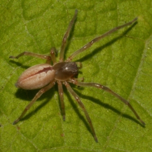 Cheiracanthium sp. (genus) at WendyM's farm at Freshwater Ck. - 14 Apr 2024