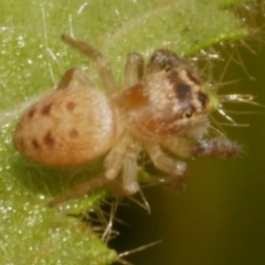 Opisthoncus sp. (genus) (Opisthoncus jumping spider) at WendyM's farm at Freshwater Ck. - 14 Apr 2024 by WendyEM