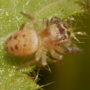 Opisthoncus sp. (genus) at WendyM's farm at Freshwater Ck. - 14 Apr 2024