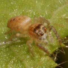 Opisthoncus sp. (genus) at WendyM's farm at Freshwater Ck. - 14 Apr 2024