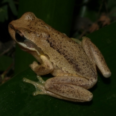 Litoria ewingii (Ewing's Tree Frog) at Freshwater Creek, VIC - 19 Apr 2024 by WendyEM