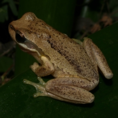 Litoria ewingii at Freshwater Creek, VIC - 19 Apr 2024 by WendyEM