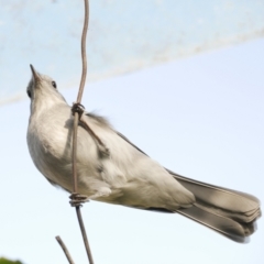 Colluricincla harmonica (Grey Shrikethrush) at WendyM's farm at Freshwater Ck. - 22 Apr 2024 by WendyEM