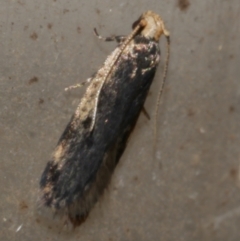Hoplostega ochroma (a Eulechria Group moth) at WendyM's farm at Freshwater Ck. - 23 Apr 2024 by WendyEM