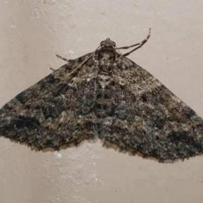 Aponotoreas dascia (Dascia Carpet) at Freshwater Creek, VIC - 23 Apr 2024 by WendyEM