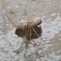 Pholcidae (family) at WendyM's farm at Freshwater Ck. - 23 Apr 2024 by WendyEM