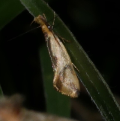 Thema chlorochyta (A Concealer moth) at Freshwater Creek, VIC - 26 Apr 2024 by WendyEM