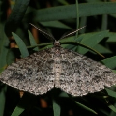 Aponotoreas dascia (Dascia Carpet) at Freshwater Creek, VIC - 26 Apr 2024 by WendyEM