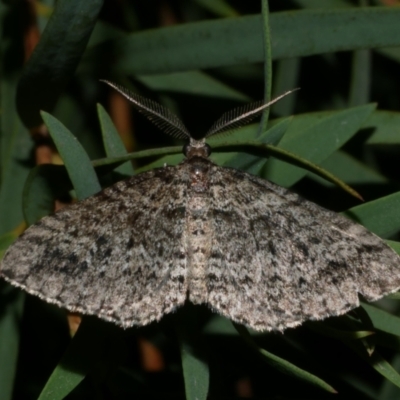 Aponotoreas dascia (Dascia Carpet) at Freshwater Creek, VIC - 26 Apr 2024 by WendyEM