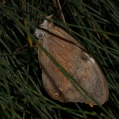 Heteronympha merope (Common Brown Butterfly) at WendyM's farm at Freshwater Ck. - 26 Apr 2024 by WendyEM