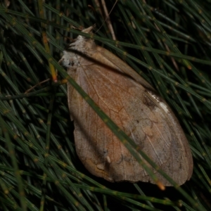 Heteronympha merope at WendyM's farm at Freshwater Ck. - 26 Apr 2024