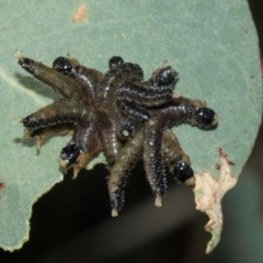 Pseudoperga sp. (genus) (Sawfly, Spitfire) at Aranda Bushland - 23 May 2024 by AlisonMilton