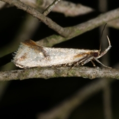 Thema (genus) (A Concealer moth) at WendyM's farm at Freshwater Ck. - 27 Apr 2024 by WendyEM