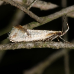 Thema (genus) at WendyM's farm at Freshwater Ck. - 27 Apr 2024 12:27 AM