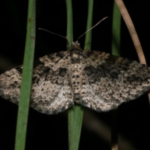 Aponotoreas dascia at WendyM's farm at Freshwater Ck. - 28 Apr 2024 11:32 PM