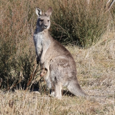 Macropus giganteus (Eastern Grey Kangaroo) at Yarralumla, ACT - 22 May 2024 by AlisonMilton