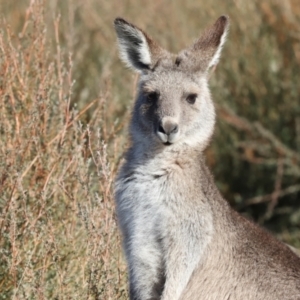 Macropus giganteus at Aranda Bushland - 23 May 2024 09:18 AM