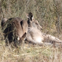 Macropus giganteus at Aranda Bushland - 23 May 2024 09:18 AM