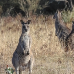 Macropus giganteus at Aranda Bushland - 23 May 2024 09:18 AM