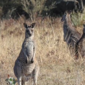 Macropus giganteus at Aranda Bushland - 23 May 2024 09:18 AM