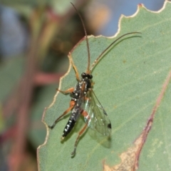 Unidentified Parasitic wasp (numerous families) at Aranda Bushland - 23 May 2024 by AlisonMilton