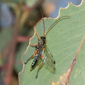 Echthromorpha intricatoria at Aranda Bushland - 23 May 2024