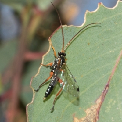 Echthromorpha intricatoria (Cream-spotted Ichneumon) at Aranda Bushland - 23 May 2024 by AlisonMilton