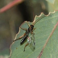 Echthromorpha intricatoria at Aranda Bushland - 23 May 2024