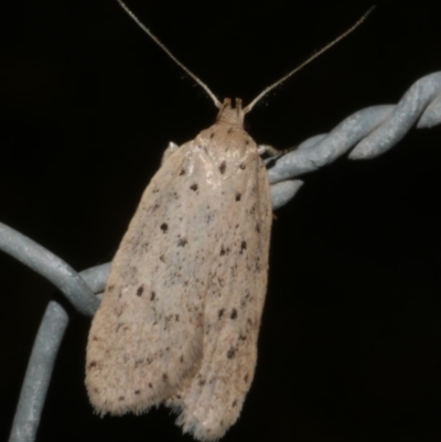 Stictochila sarcoptera (Wingia group) at WendyM's farm at Freshwater Ck. - 28 Apr 2024 by WendyEM