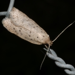 Stictochila sarcoptera at WendyM's farm at Freshwater Ck. - 28 Apr 2024