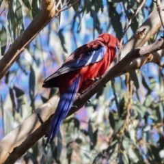 Platycercus elegans (Crimson Rosella) at Aranda Bushland - 22 May 2024 by AlisonMilton