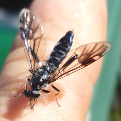 Therevidae (family) (Unidentified stiletto fly) at Herne Hill, VIC - 27 Apr 2024 by WendyEM