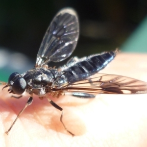 Therevidae (family) at Herne Hill, VIC - 27 Apr 2024 12:30 PM