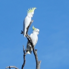 Cacatua galerita (Sulphur-crested Cockatoo) at Aranda Bushland - 22 May 2024 by AlisonMilton