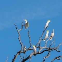 Cacatua galerita at Aranda Bushland - 23 May 2024