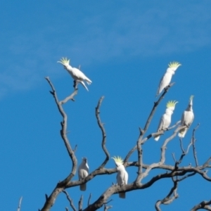 Cacatua galerita at Aranda Bushland - 23 May 2024 09:46 AM